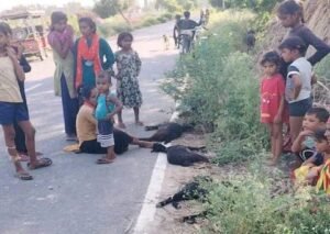 हरदोई24जून2026*हरदोई में तेज रफ्तार वाहन का कहर:, किसान के 4 बकरों की मौत, चालक फरार
