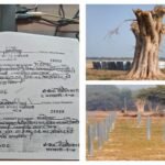 महोबा १९ जून २०२६ * बरगद और पीपल के पेड़ कटे, कार्रवाई कंपनी पर नहीं किसानों पर ठोंका जुर्माना