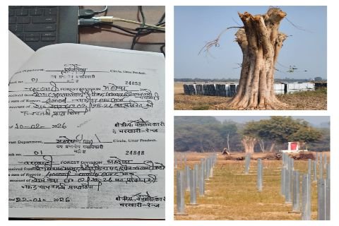 महोबा १९ जून २०२६ * बरगद और पीपल के पेड़ कटे, कार्रवाई कंपनी पर नहीं किसानों पर ठोंका जुर्माना
