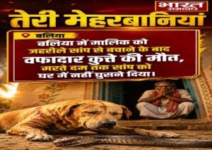 बलिया4अगस्त26* बलिया: में वफादार कुत्ते ने मालिक को सांप से बचाया, खुद गंवाई जान। 