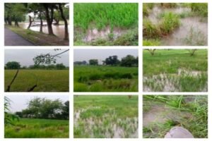 बांदा 26 सितंबर 26*झमाझम बारिश से किसानों पर आफत, खेतों में भरा पानी, फसलें हुईं चौपट