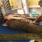 बांदा7अक्टूबर 26*सुअर के हमले में युवक घायल,जिला अस्पताल रेफर*