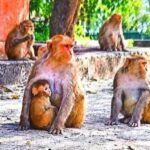 लखीमपुर खीरी25 अक्टूबर 26*बंदरों से संघर्ष वाले मोहल्लों और गांवों का होगा बेसलाइन सर्वे….