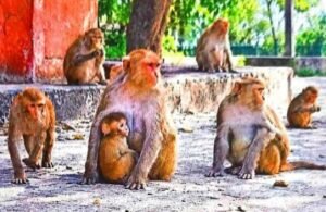 लखीमपुर खीरी25 अक्टूबर 26*बंदरों से संघर्ष वाले मोहल्लों और गांवों का होगा बेसलाइन सर्वे....